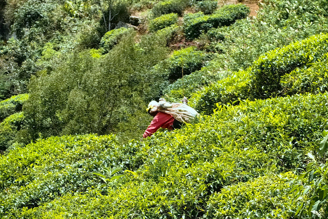 斯里蘭卡 - 努沃勒埃利耶 Nuwara Eliya 茶園